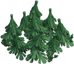 Forest C2.png